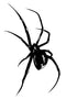 The Spider